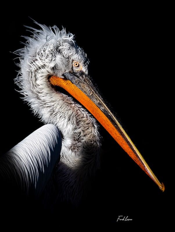 Festival photo Lisieux : Les p'tits oiseaux - Franck Loiseau